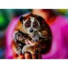 Bilder-KARE Design Bild Glas Slow Loris 80X120