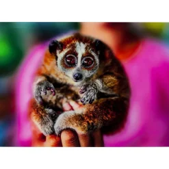 Bilder-KARE Design Bild Glas Slow Loris 80X120