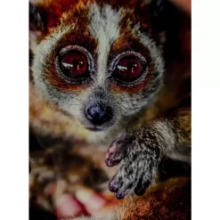 Bilder-KARE Design Bild Glas Slow Loris 80X120