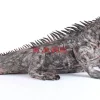 Deko & Geschenkartikel-KARE Design Deko Objekt Iguana 135Cm
