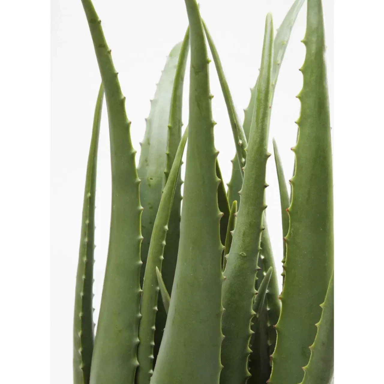 Deko & Geschenkartikel-KARE Design Deko Pflanze Aloe 69Cm