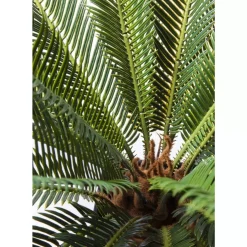 Deko & Geschenkartikel-KARE Design Deko Pflanze Cycas Tree 78Cm