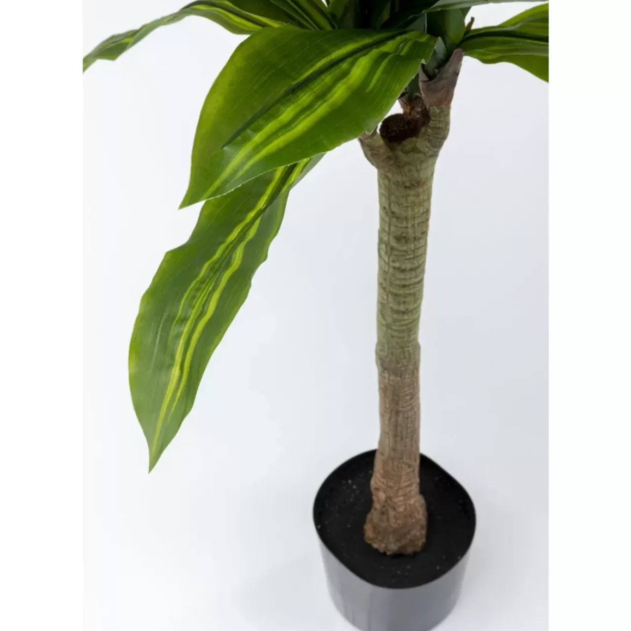 Deko & Geschenkartikel-KARE Design Deko Pflanze Dracaena Fragrans 180Cm
