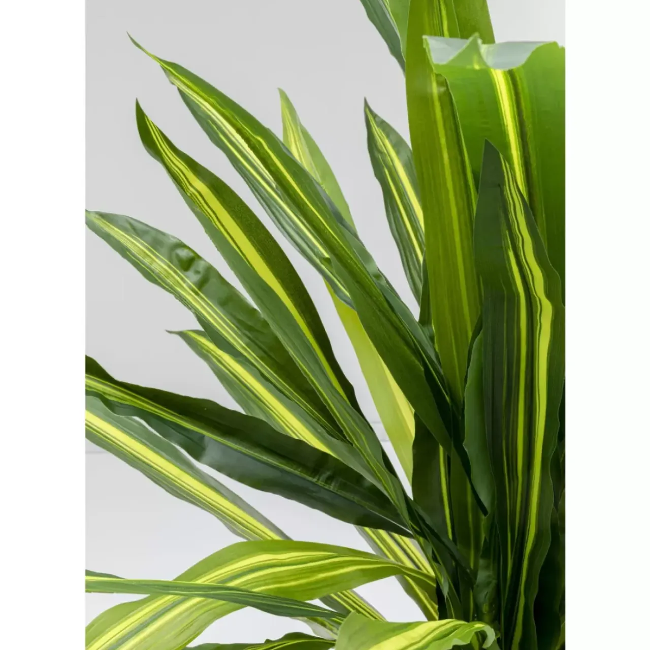 Deko & Geschenkartikel-KARE Design Deko Pflanze Dracaena Fragrans 180Cm