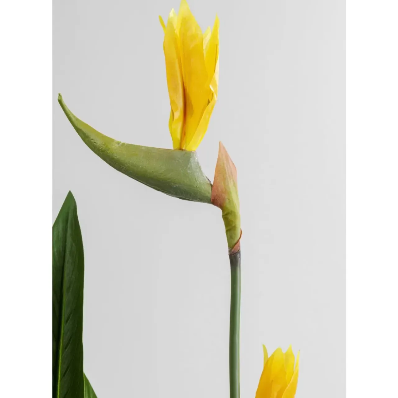 Deko & Geschenkartikel-KARE Design Deko Pflanze Paradise Flowers 190