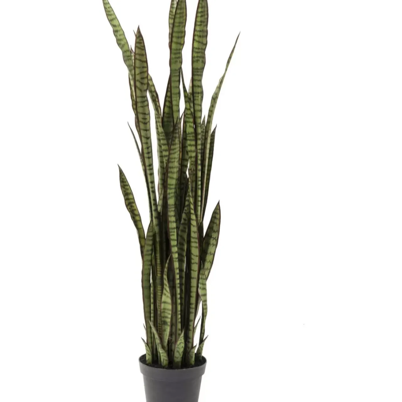 Deko & Geschenkartikel-KARE Design Deko Pflanze Sansewieria 155Cm
