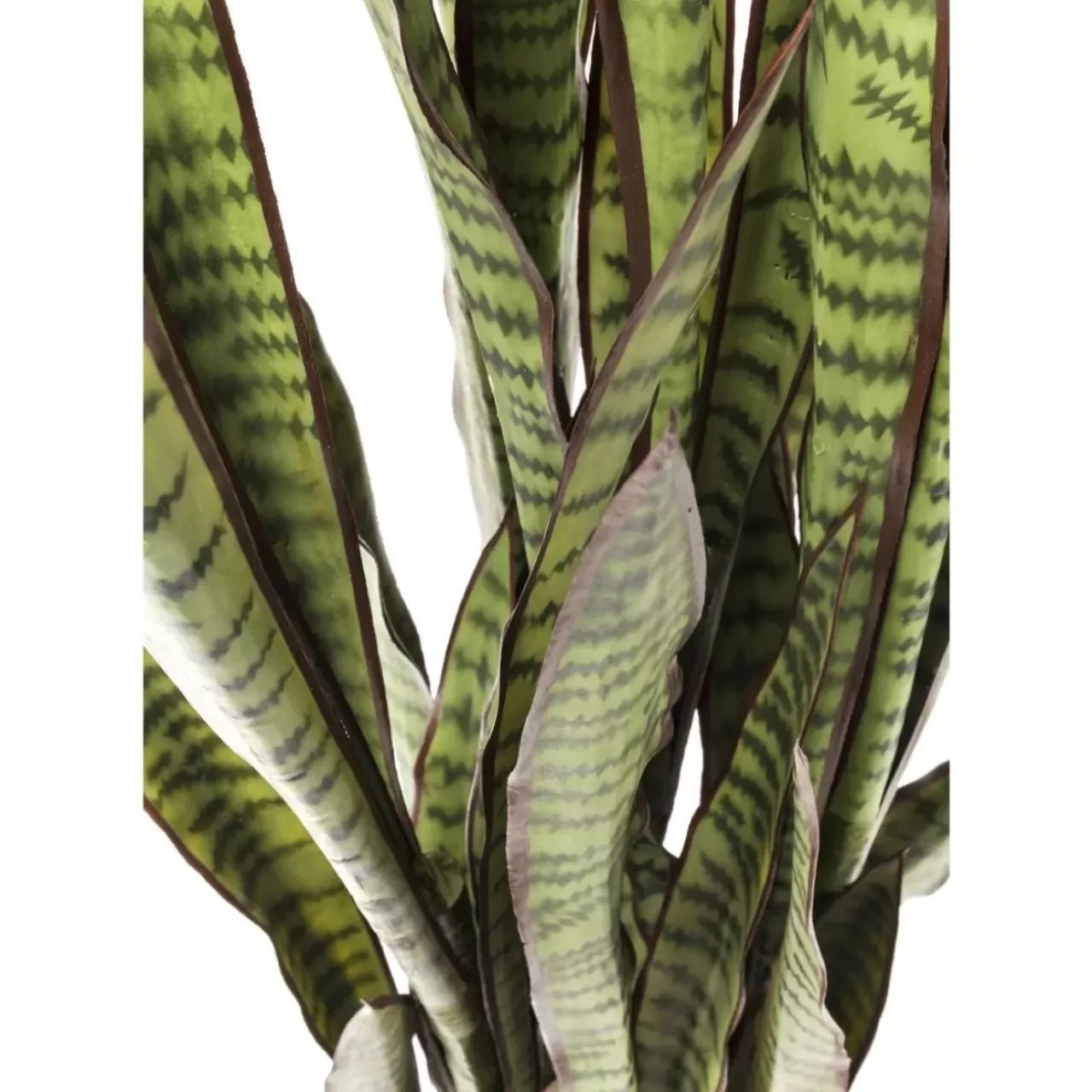 Deko & Geschenkartikel-KARE Design Deko Pflanze Sansewieria 155Cm