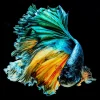 Bilder-KARE Design Glasbild Aqua Queen Fish 100X100Cm