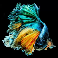 Bilder-KARE Design Glasbild Aqua Queen Fish 100X100Cm
