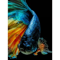 Bilder-KARE Design Glasbild Aqua Queen Fish 100X100Cm