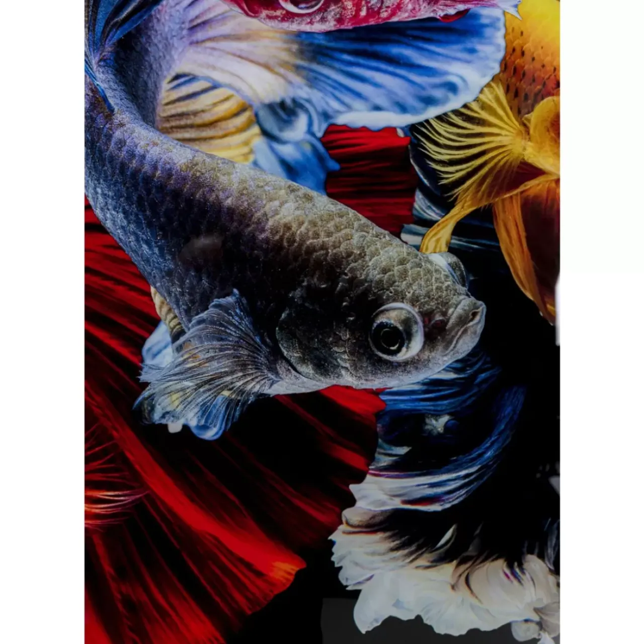 Bilder-KARE Design Glasbild Colorful Swarm Fish 120X120Cm