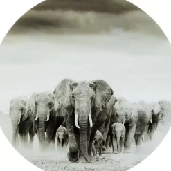 Bilder-KARE Design Glasbild Elephant Walk O120Cm