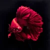 Bilder-KARE Design Glasbild Fire Fish 100X100Cm