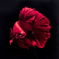 Bilder-KARE Design Glasbild Fire Fish 100X100Cm