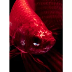 Bilder-KARE Design Glasbild Fire Fish 100X100Cm