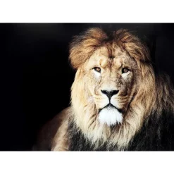Bilder-KARE Design Glasbild King Of Lion 150X100Cm