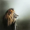 Bilder-KARE Design Glasbild Lion King 100X100Cm
