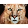 Bilder-KARE Design Glasbild Lioness 150X100Cm