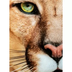 Bilder-KARE Design Glasbild Lioness 150X100Cm
