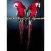 Bilder-KARE Design Glasbild Twin Parrot 80X120Cm