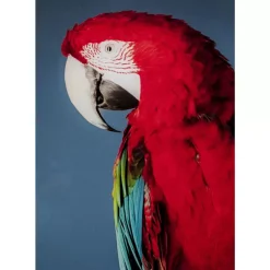 Bilder-KARE Design Glasbild Twin Parrot 80X120Cm